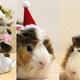 Illustration for article titled Dress Your Guinea Pig for Every Occasion!